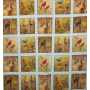 Quilt Cotton 9204-318