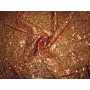 Taffeta Sequins 1629
