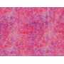 Coton Quilt 9204-342