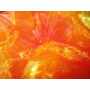 Organza 2 Tons 1644
