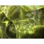 Organza 2 Tons 1644