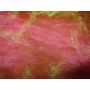 Organza Two Tones 1644